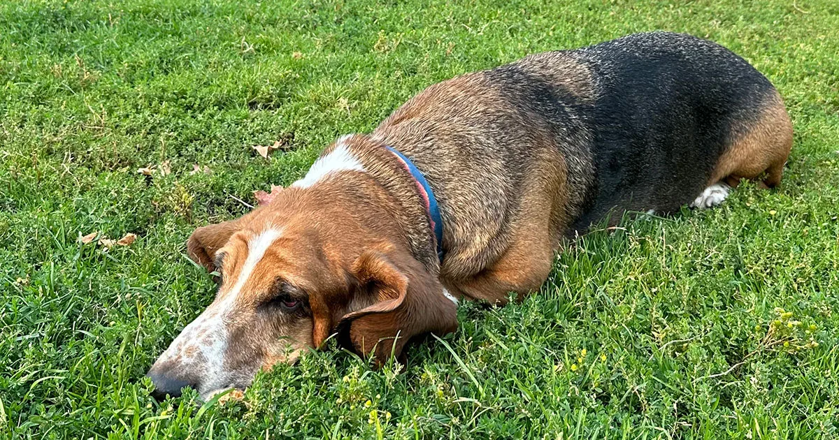 Good Dogger Domain for Sale Good Dogger Domain for Sale